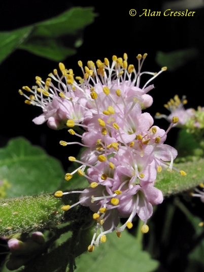 {Callicarpa americana}